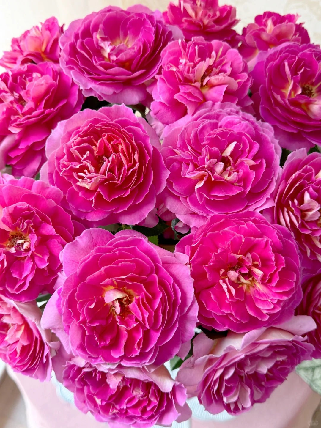 'Esprit de Paris' Shrub Rose