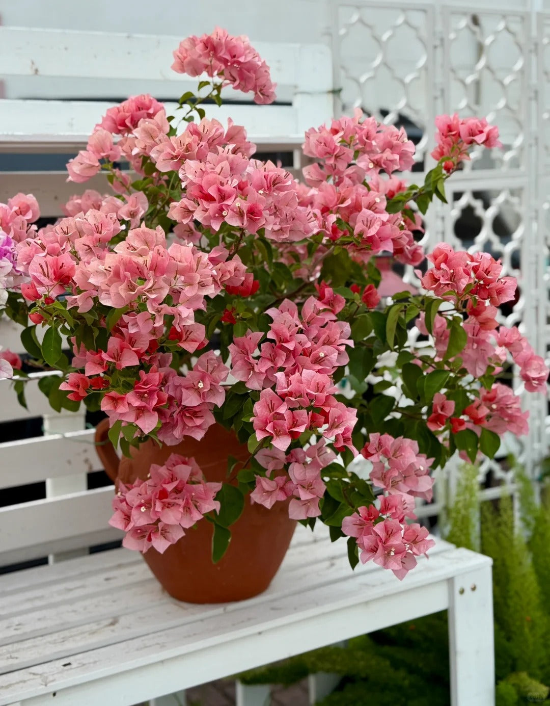 Bougainvillea 'Zinnibar'