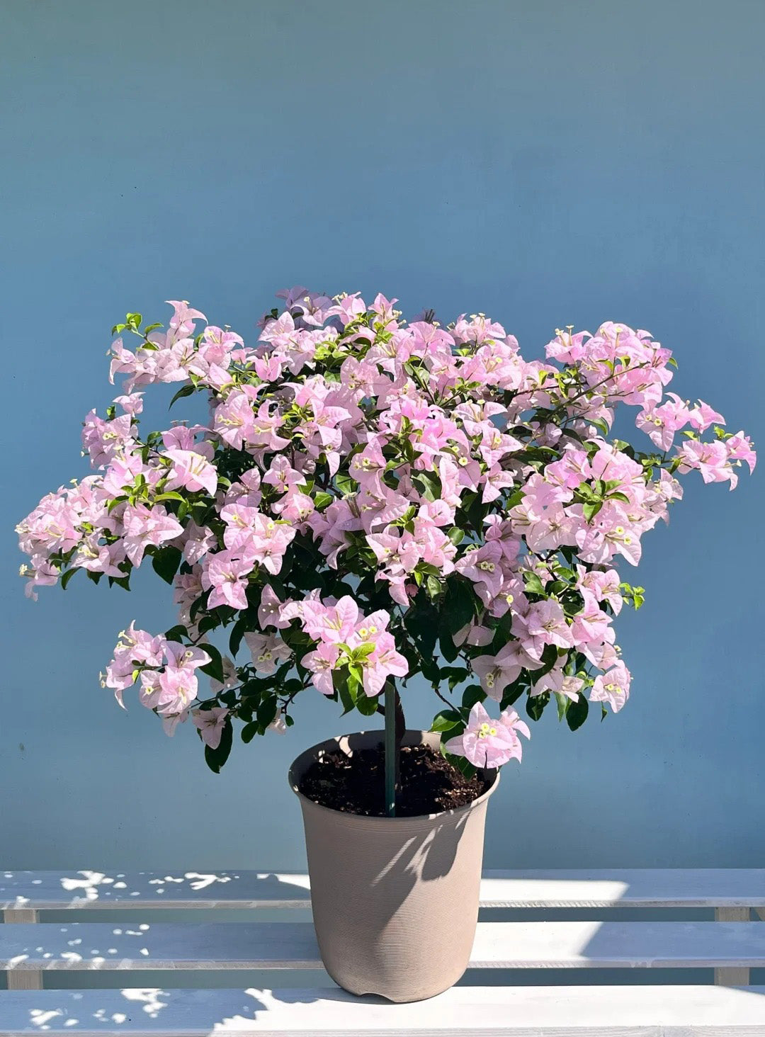 Bougainvillea 'Apple Blossom'