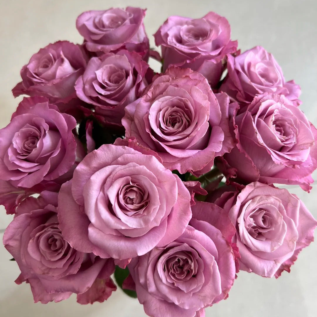 'Maritim' Shrub Rose