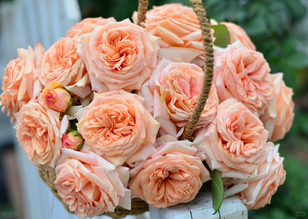 'Lady Capri' Shrub Rose