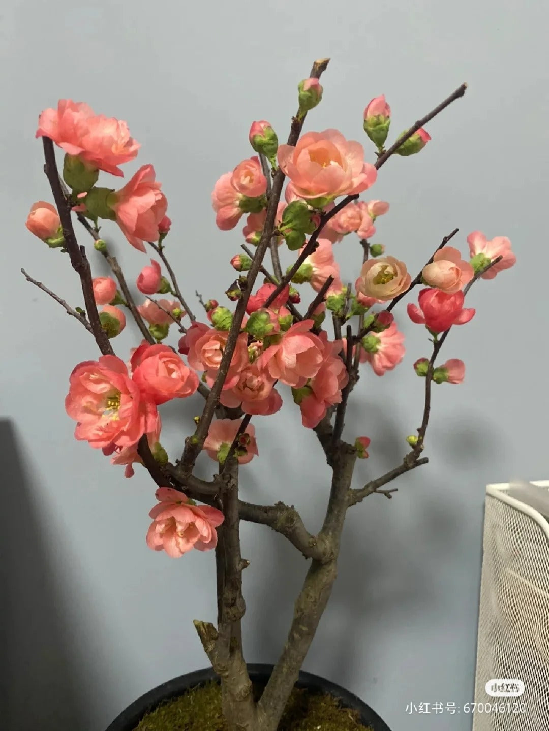'Chojuraku' Japanese Flowering Quince