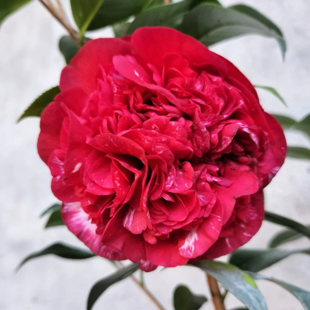 'Yunban Dayuanshuai' Camellia