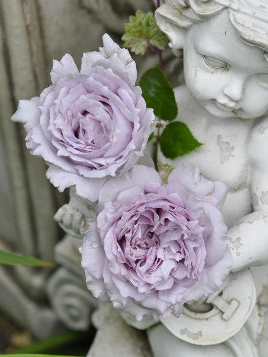 'Lucifer' Shrub Rose