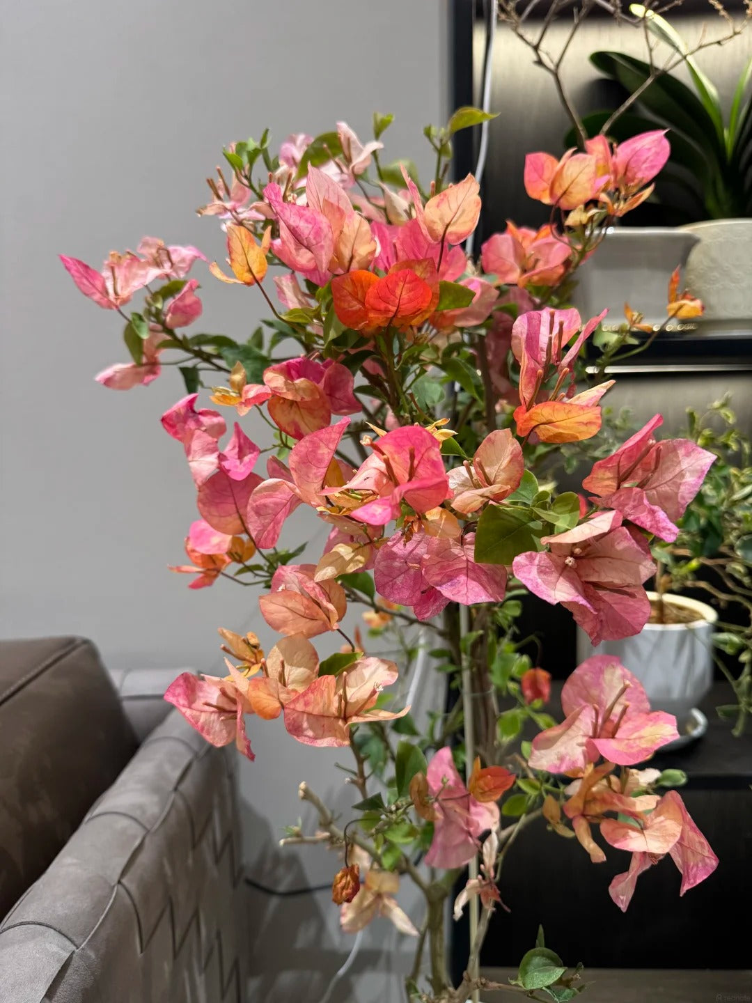 Bougainvillea 'Ajuna'