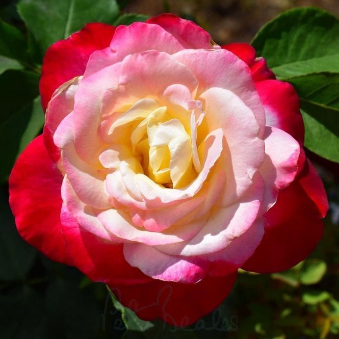 Double Delight™ Shrub Rose Brush Live Plant, 5 gallon