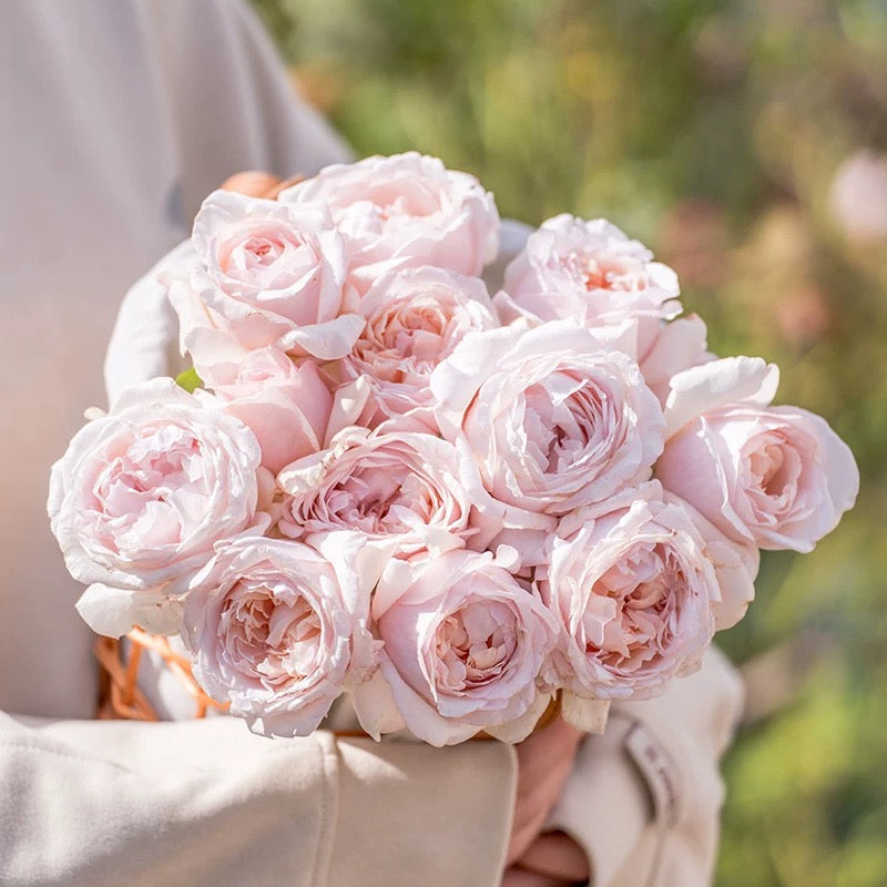 'Huanpei' Shrub Rose