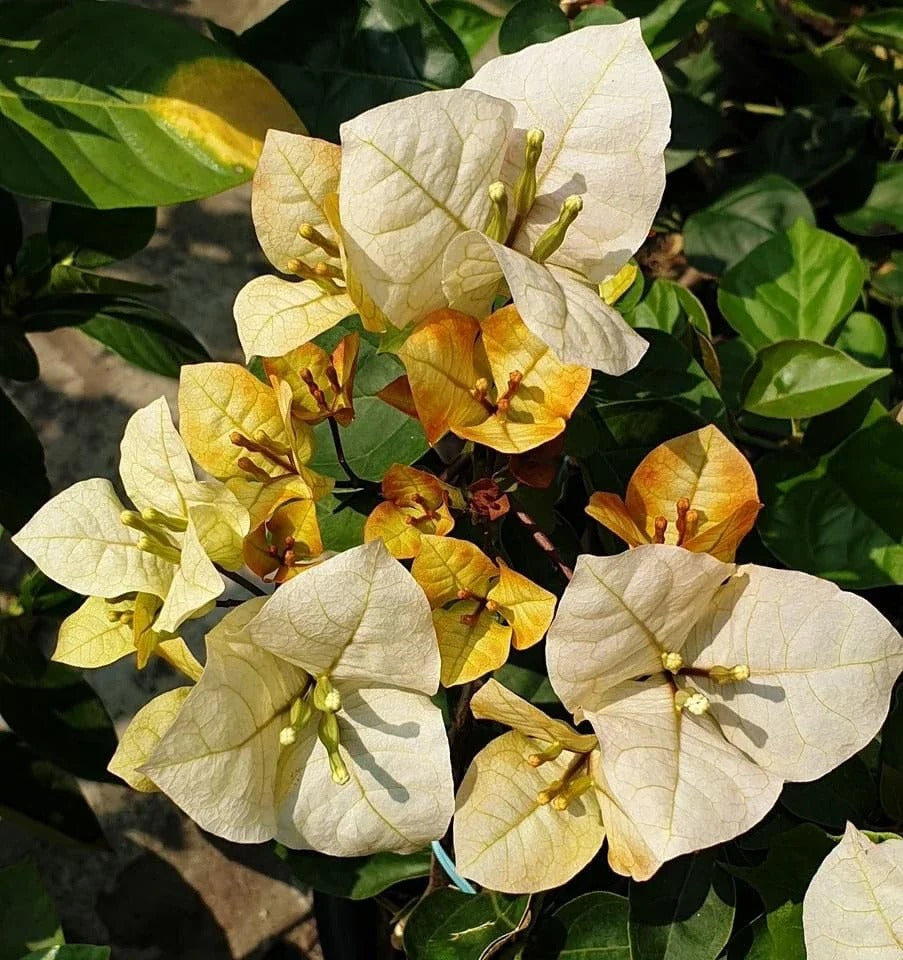 Bougainvillea 'Creme Brulee'