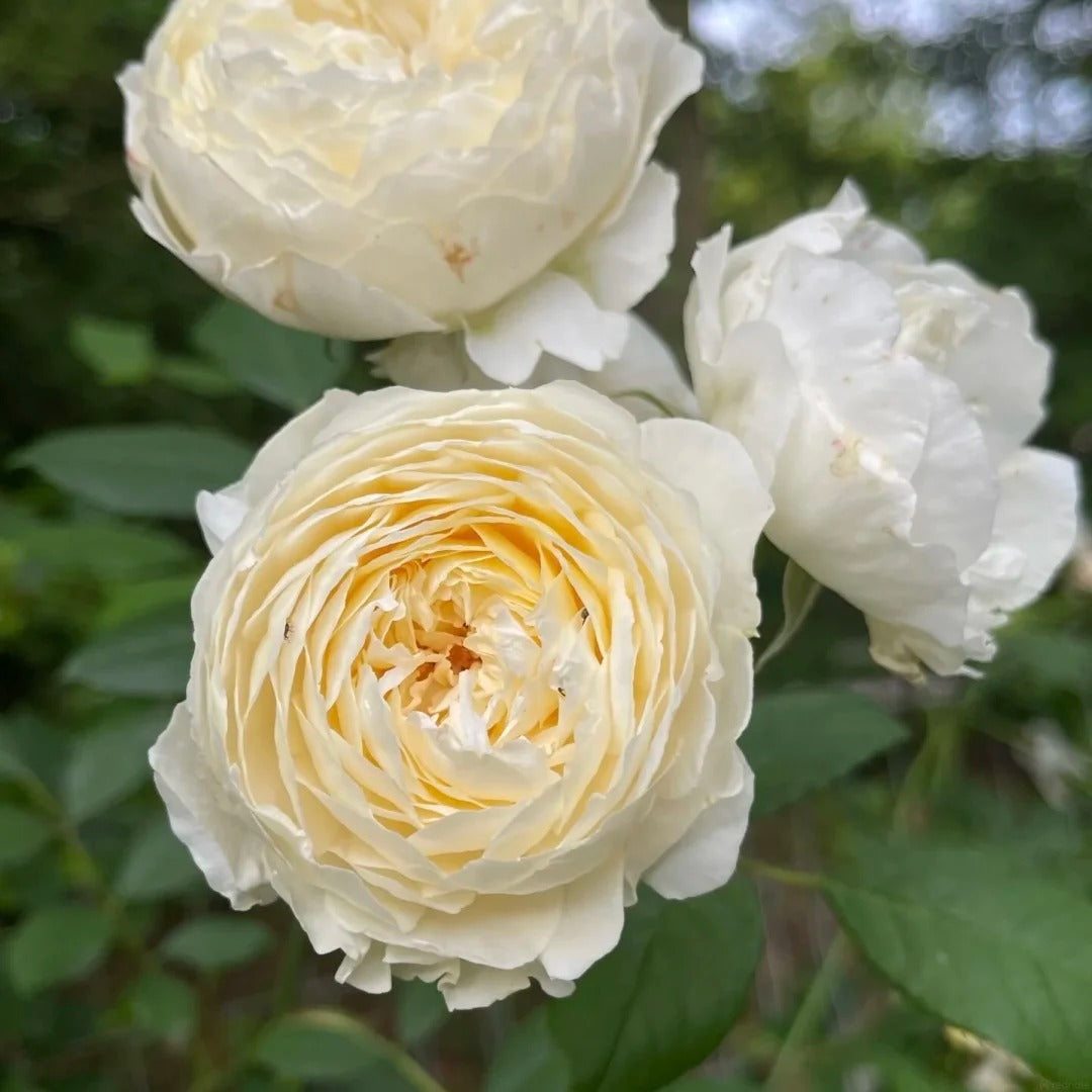Claire Austin® (AUSprior) David Austin® Shrub Rose Brush Live Plant, 3-5 gallon