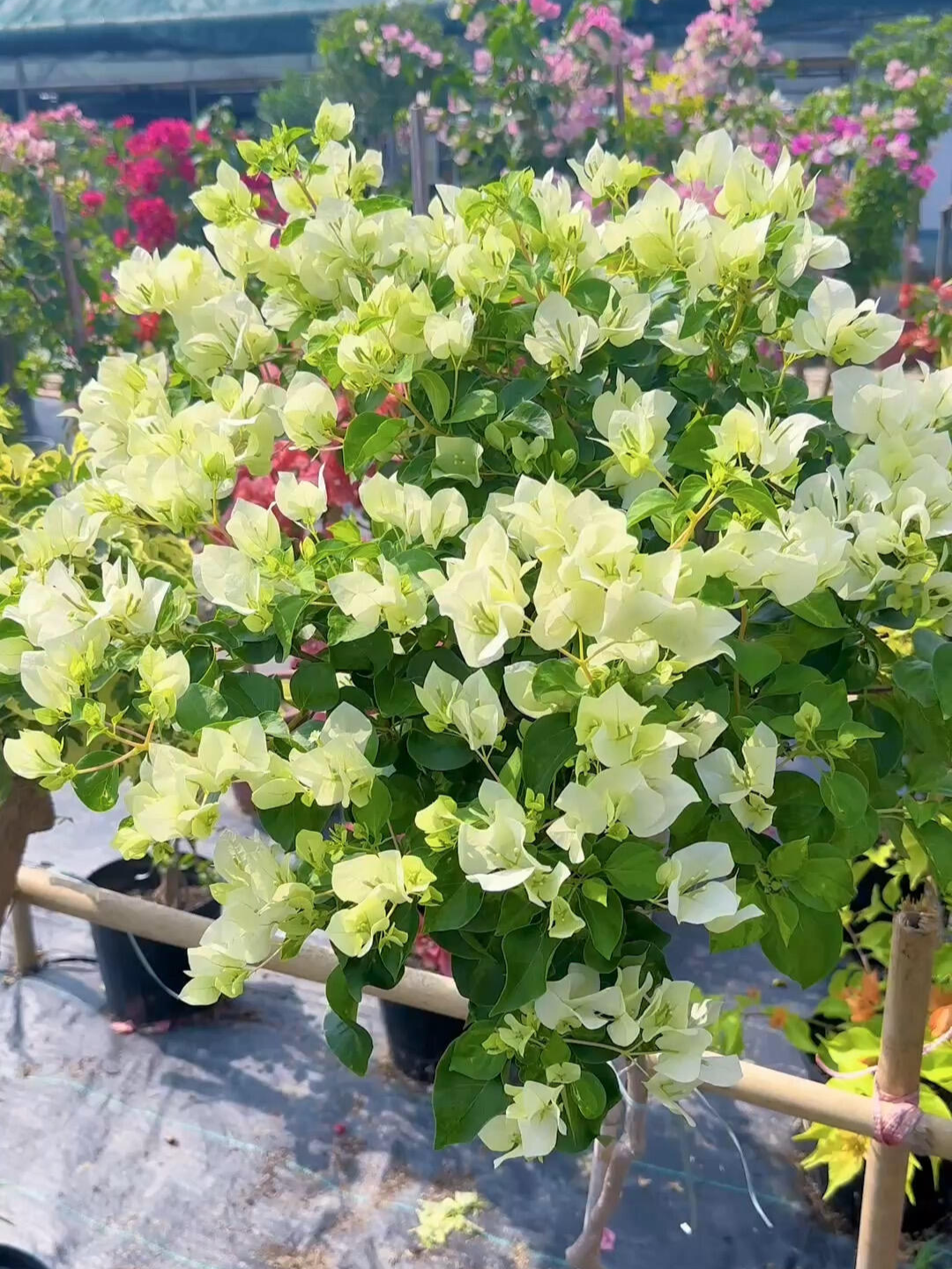 Bougainvillea 'Green Apple'