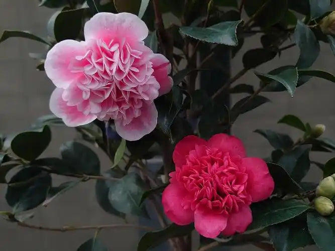 'Anemone Five Color' Camellia