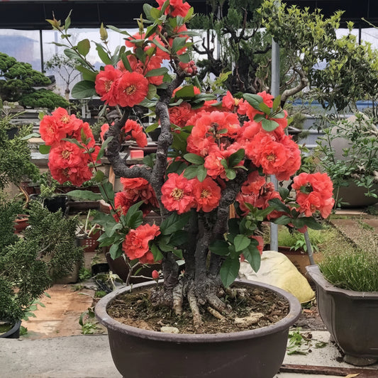 'Sekai Ichi' Japanese Flowering Quince