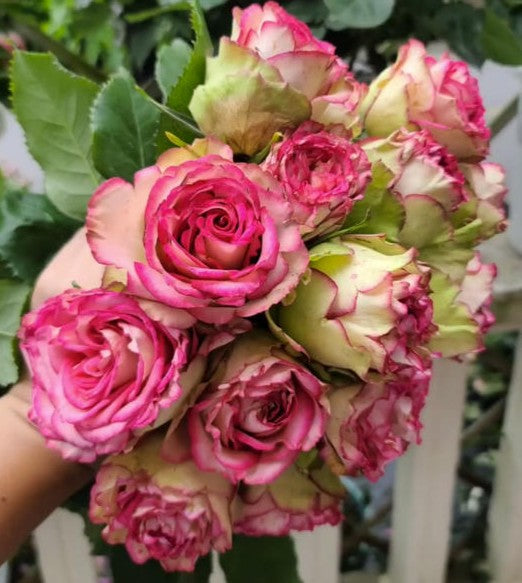 'Florida' Shrub Rose