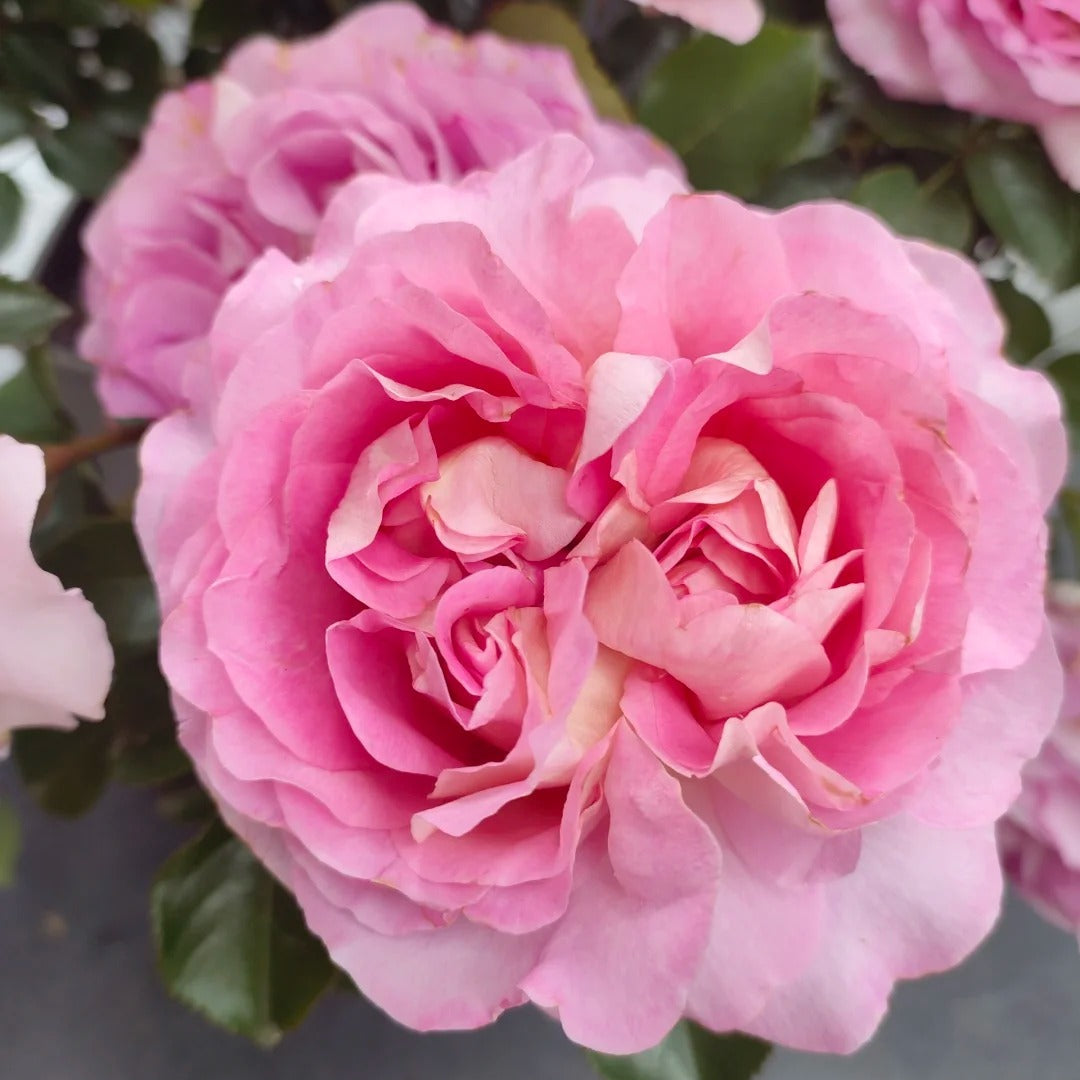 'Lanshan' Shrub Rose