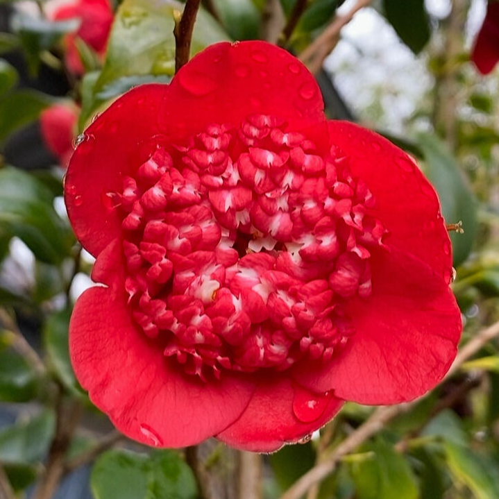 'Bob's Tinsie' Camellia