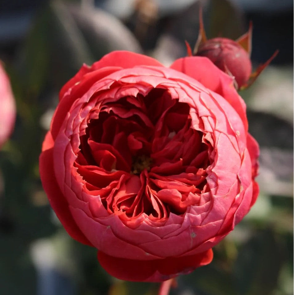'Zhushawan' Shrub Rose