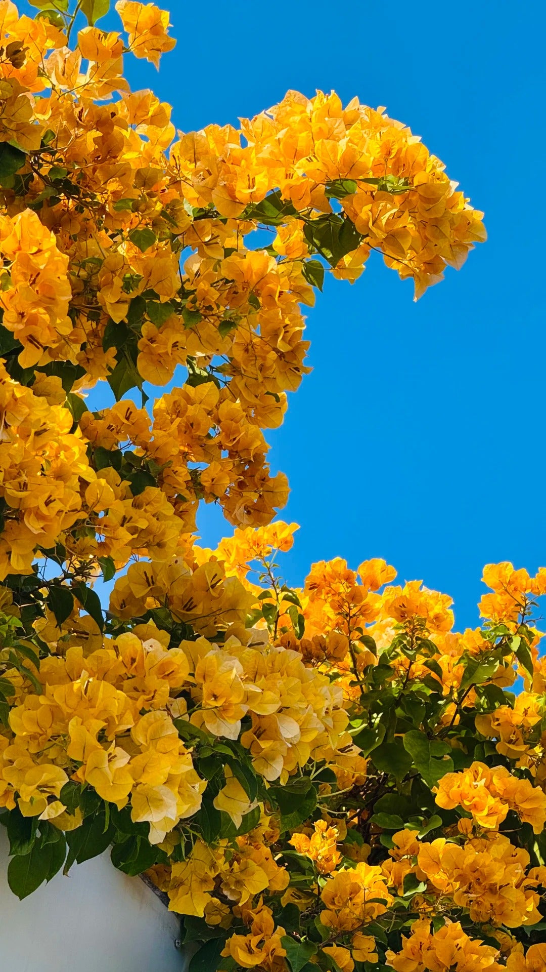 Bougainvillea 'California Gold'