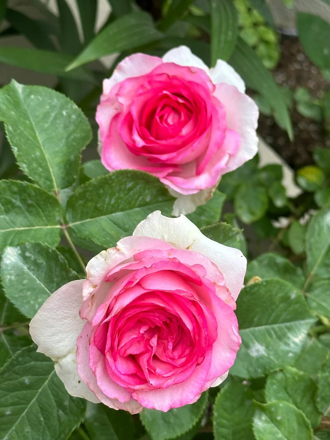 'Bella Vita' Shrub Rose