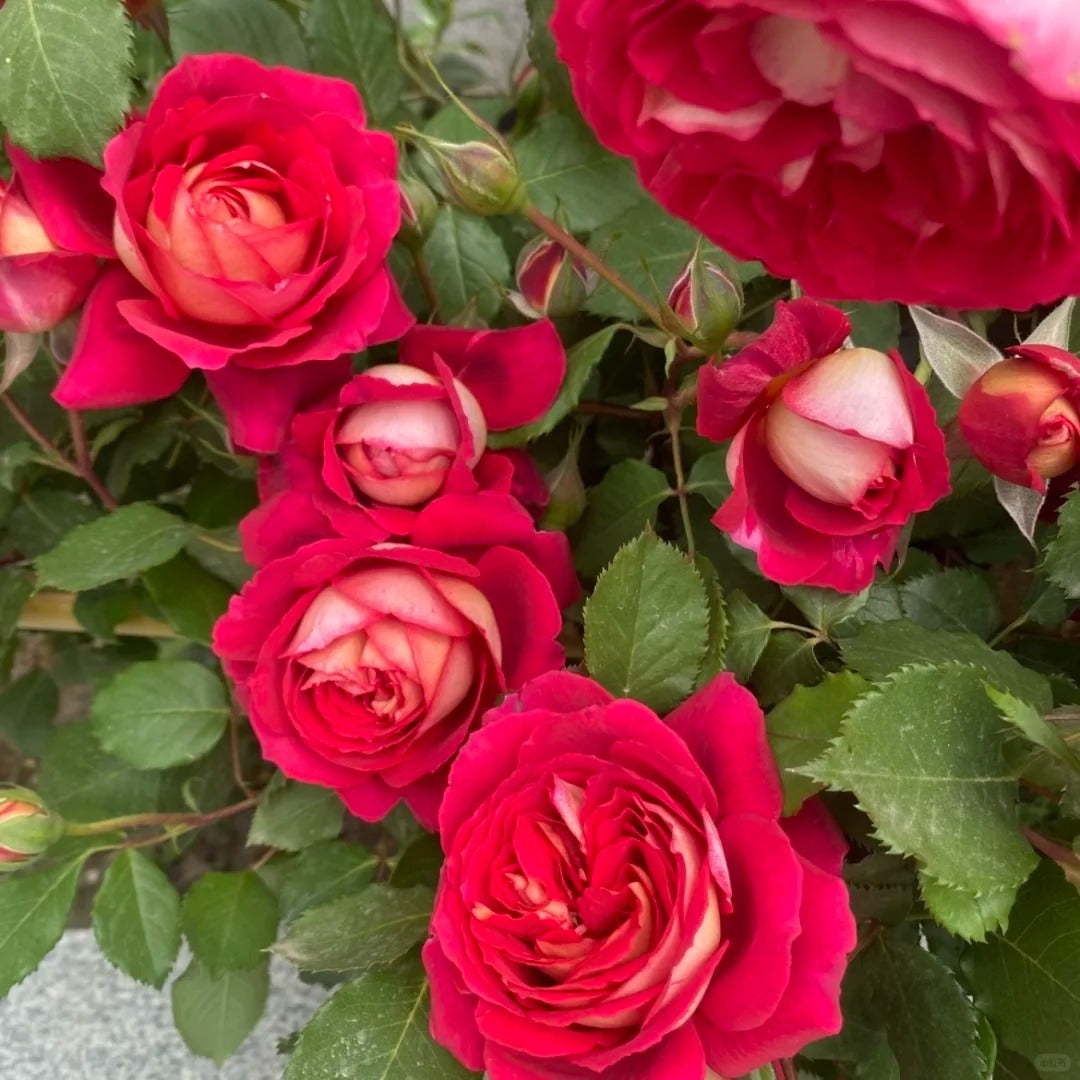 'Dominique Massad' Shrub Rose