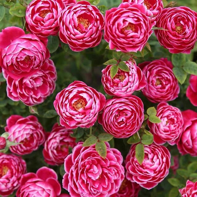 'Marie Rose' Shrub Rose