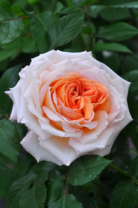 Sespe Sunrise™ Parfuma® Shrub Rose Brush Live Plant, 5 gallon