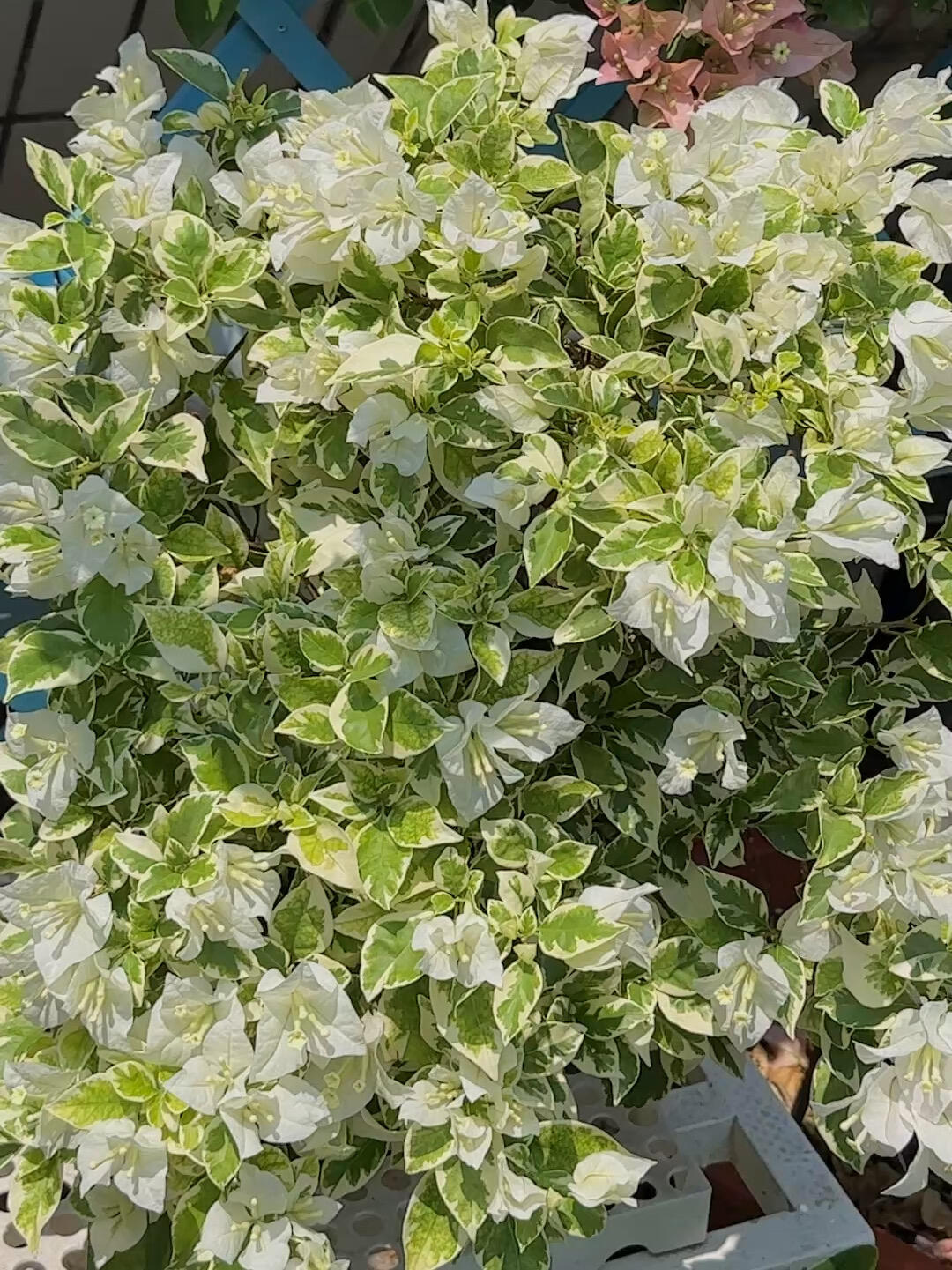 Bougainvillea 'Mrs Eva White Variegata'