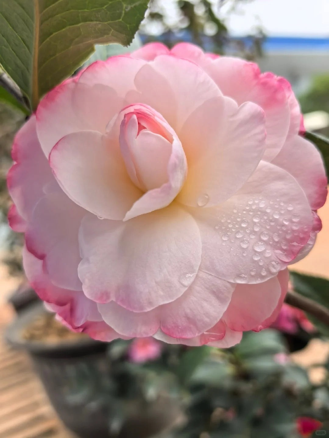 'Yaohuang Weizi' Camellia