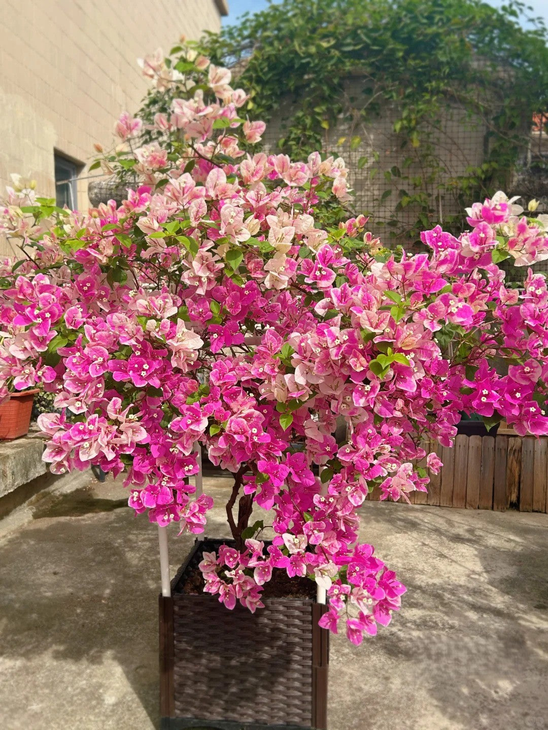 Bougainvillea 'Makris'