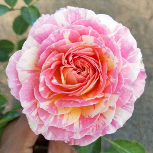 'Claude Monet' Shrub Rose