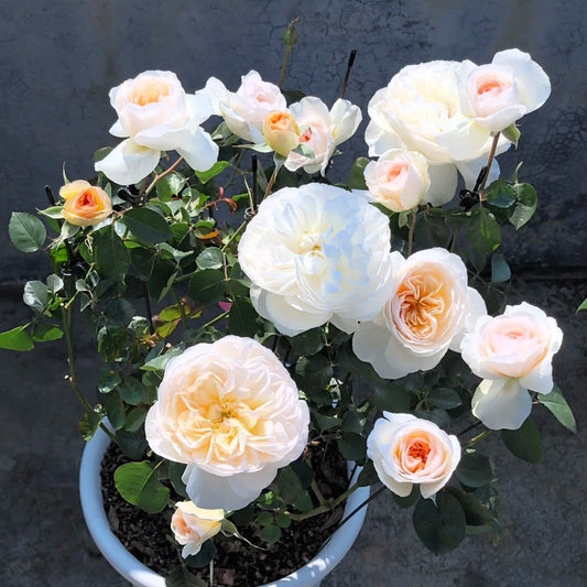 'Yuelongsha' Shrub Rose