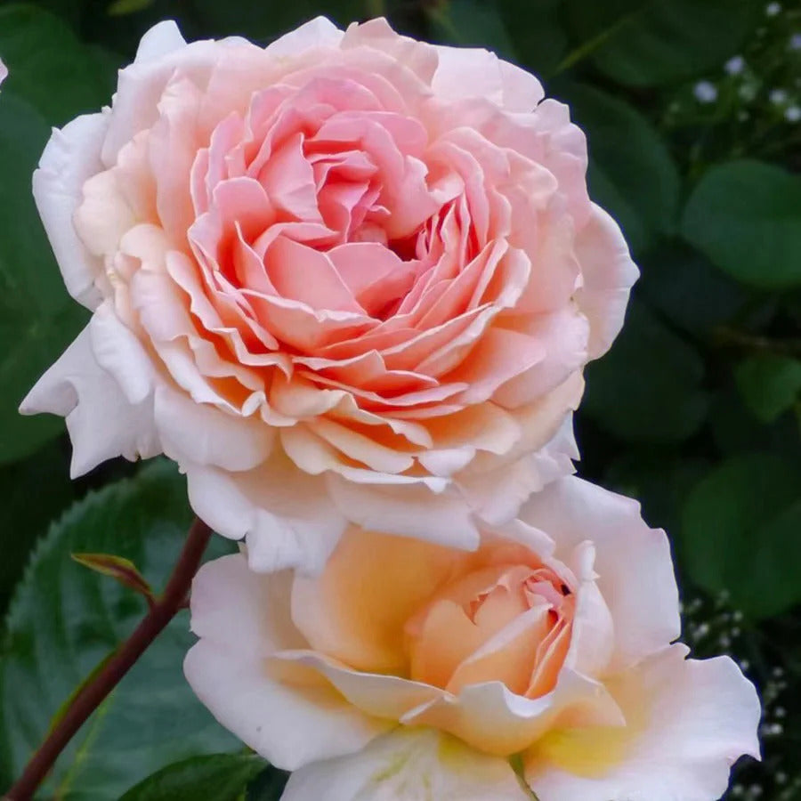 Sespe Sunrise™ Parfuma® Shrub Rose Brush Live Plant, 5 gallon