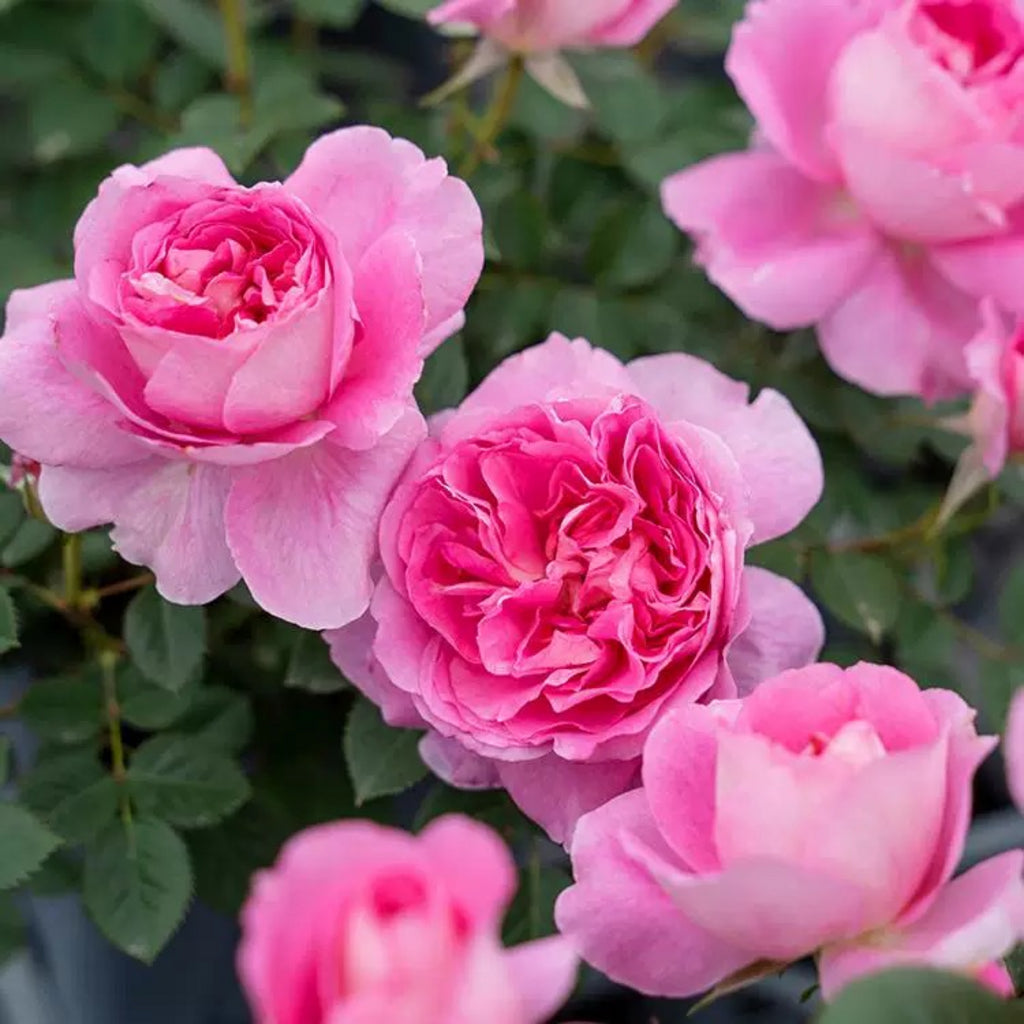 'Qingrou' Shrub Rose
