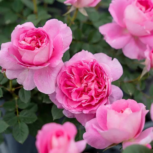 'Qingrou' Shrub Rose
