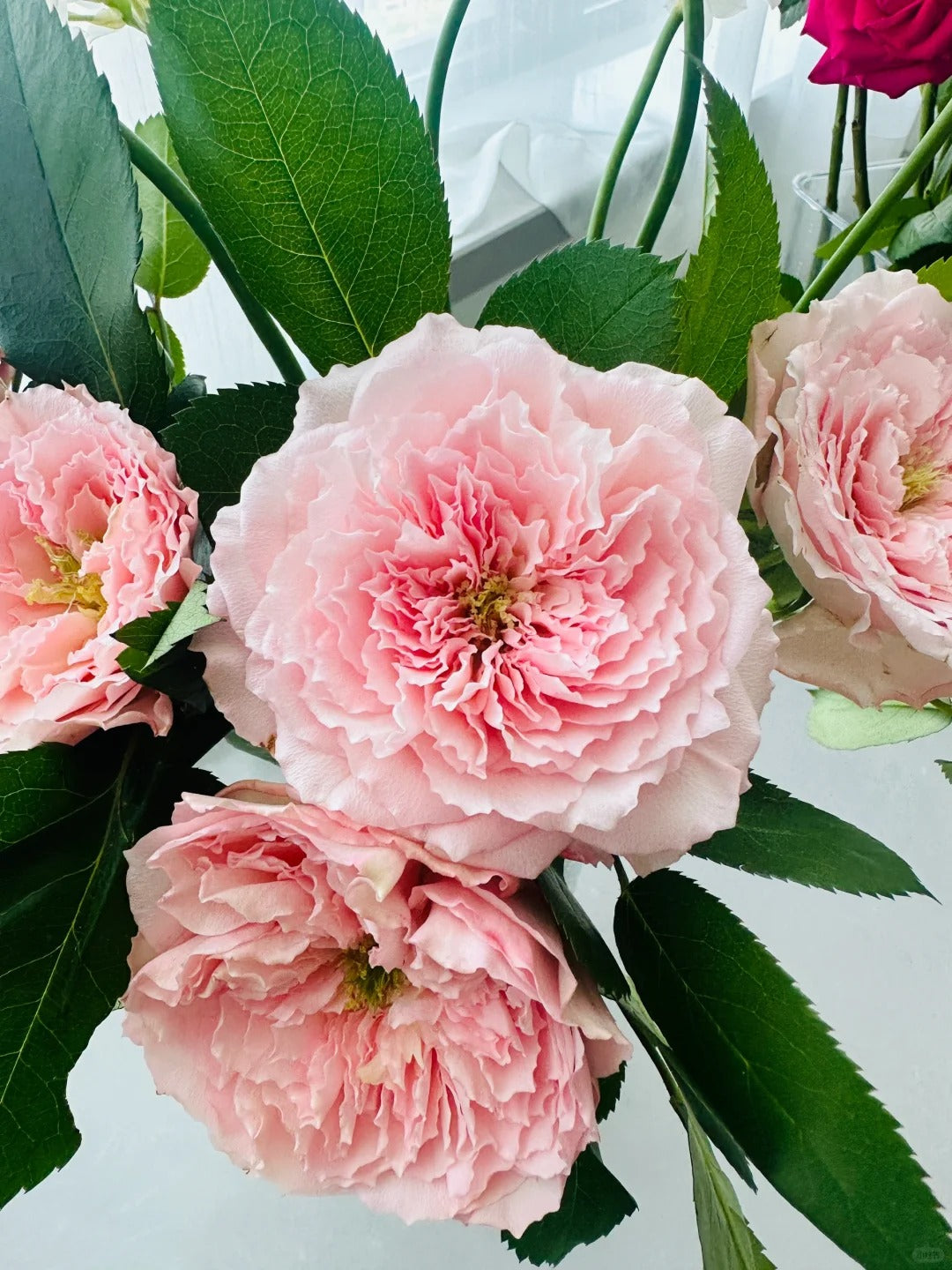 'Mayra’s Rose Pink' Shrub Rose
