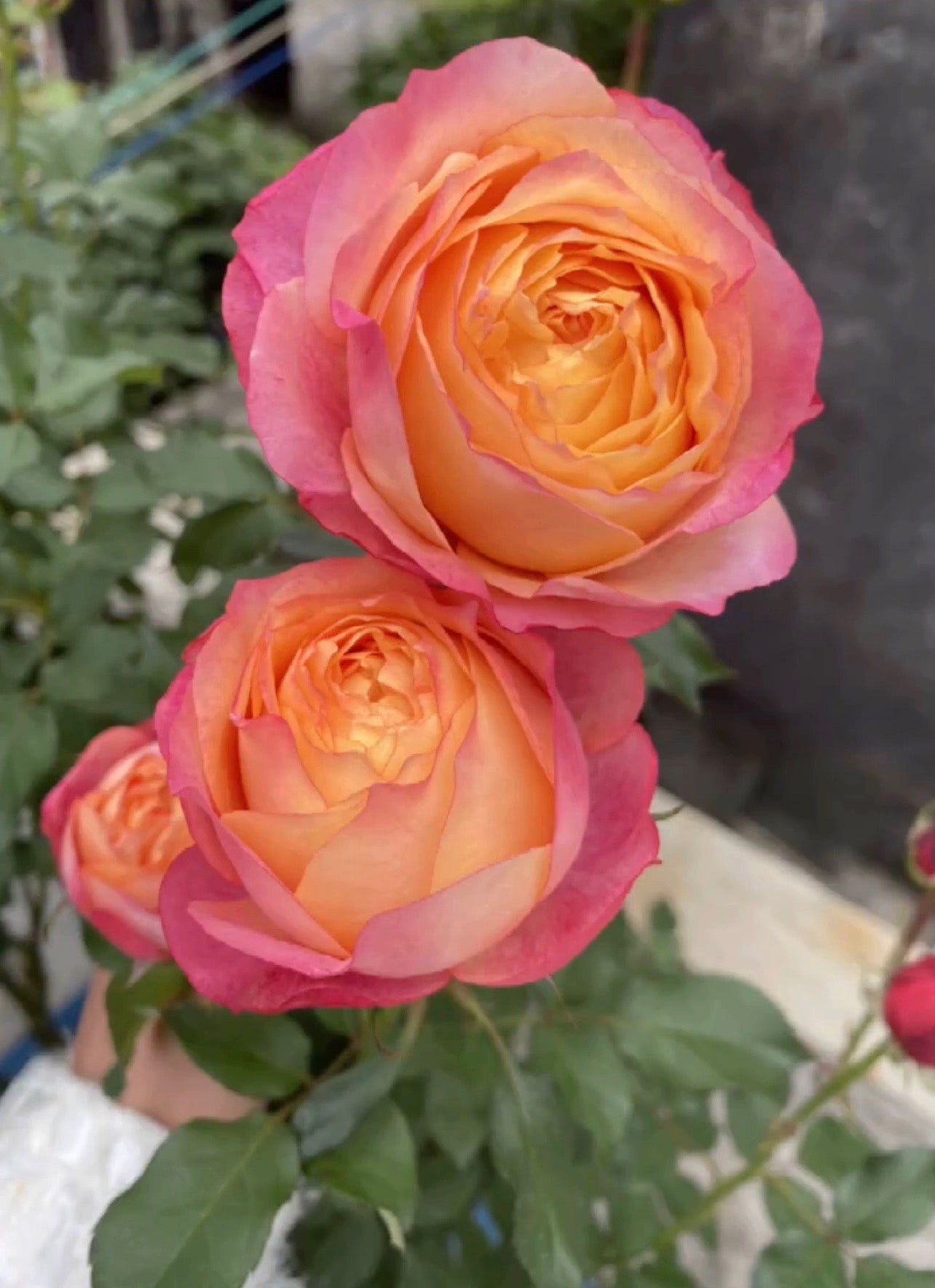 'Fire X-pression' Tree Rose 22 in