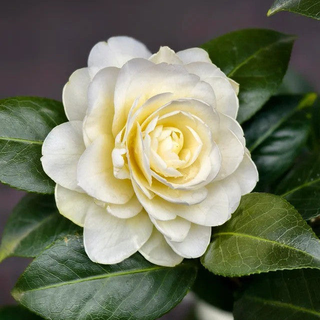 'Dahlohnega' Camellia