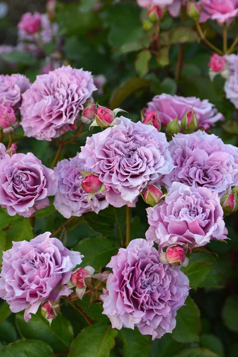 'Colin Craven' Shrub Rose