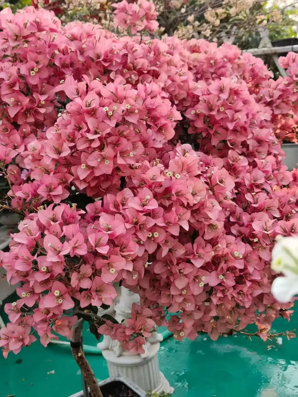 Bougainvillea 'Kayata'