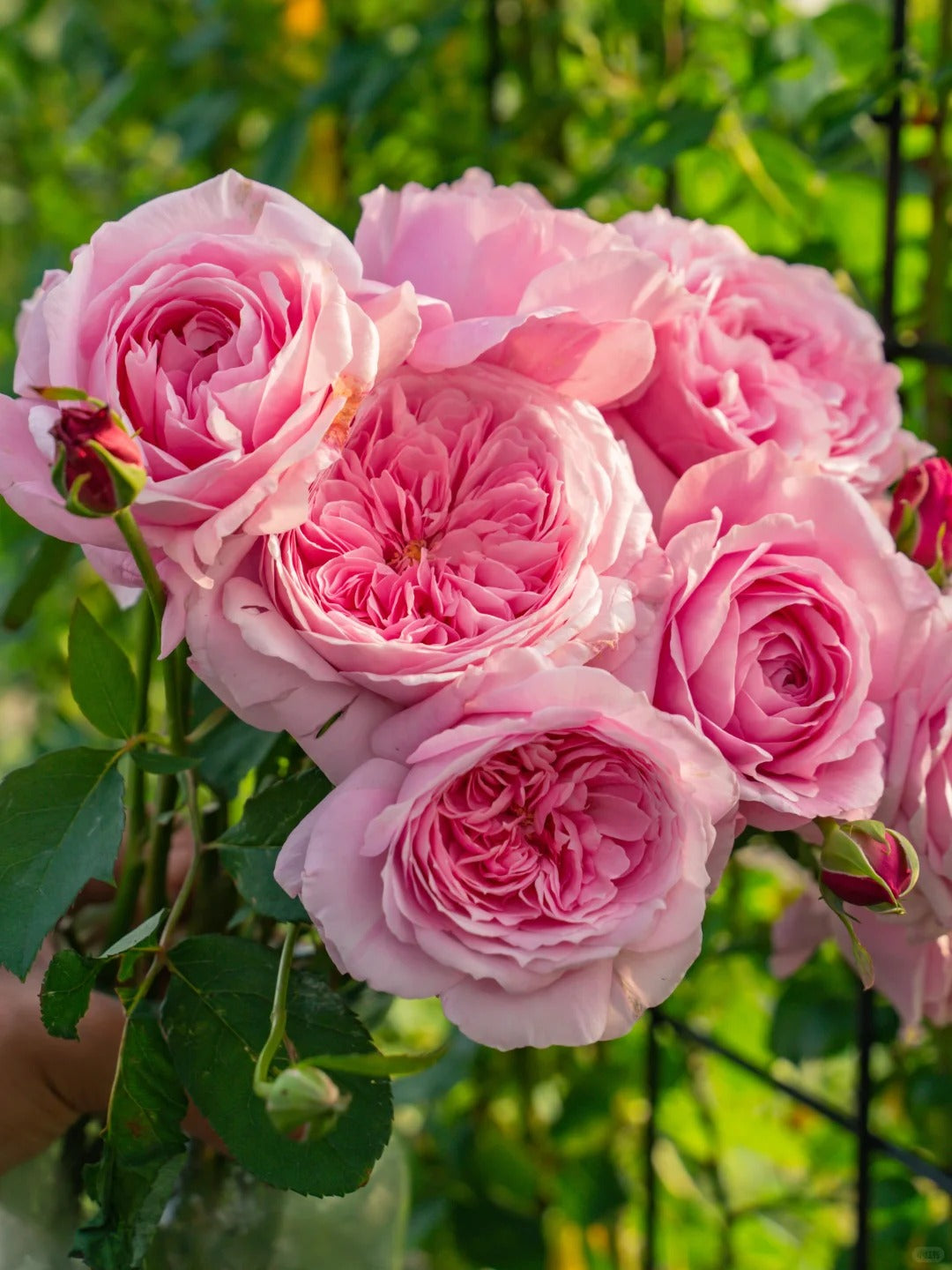 'Hejiao' Shrub Rose