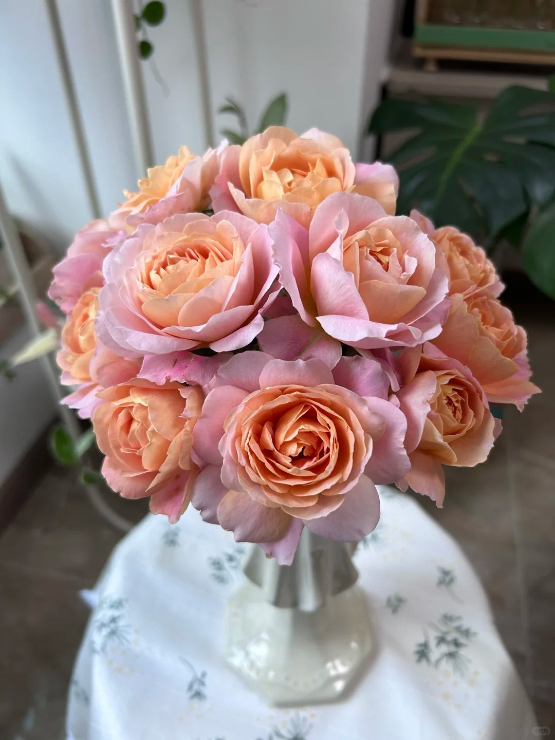 'Zhiqiu' Shrub Rose