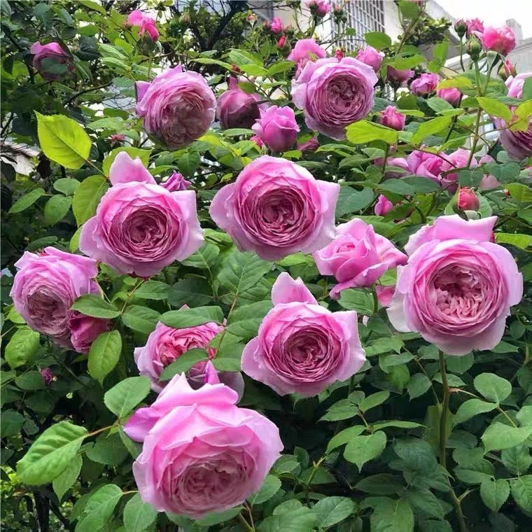 Ausbite - English Climbing Rose Brush Live Plant, 3-5 gallon
