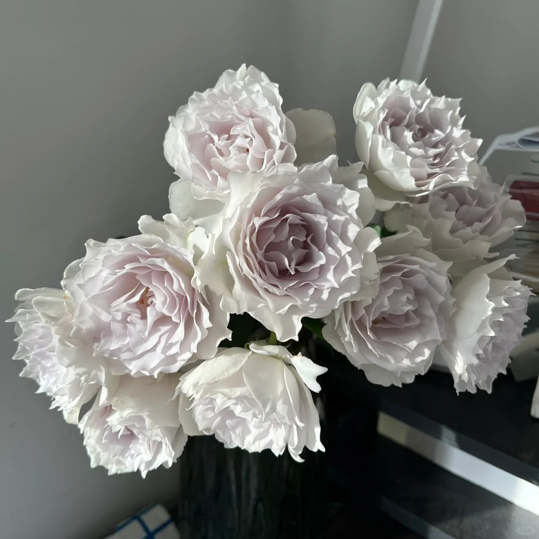 'Gabriel' Shrub Rose