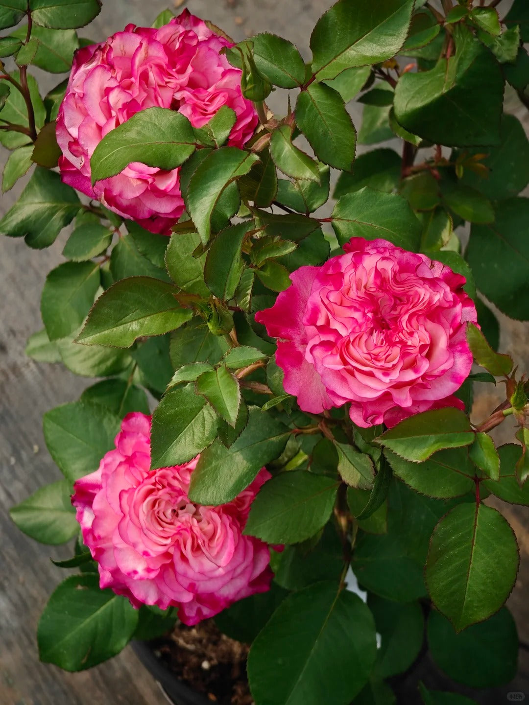 'Carmen' Shrub Rose