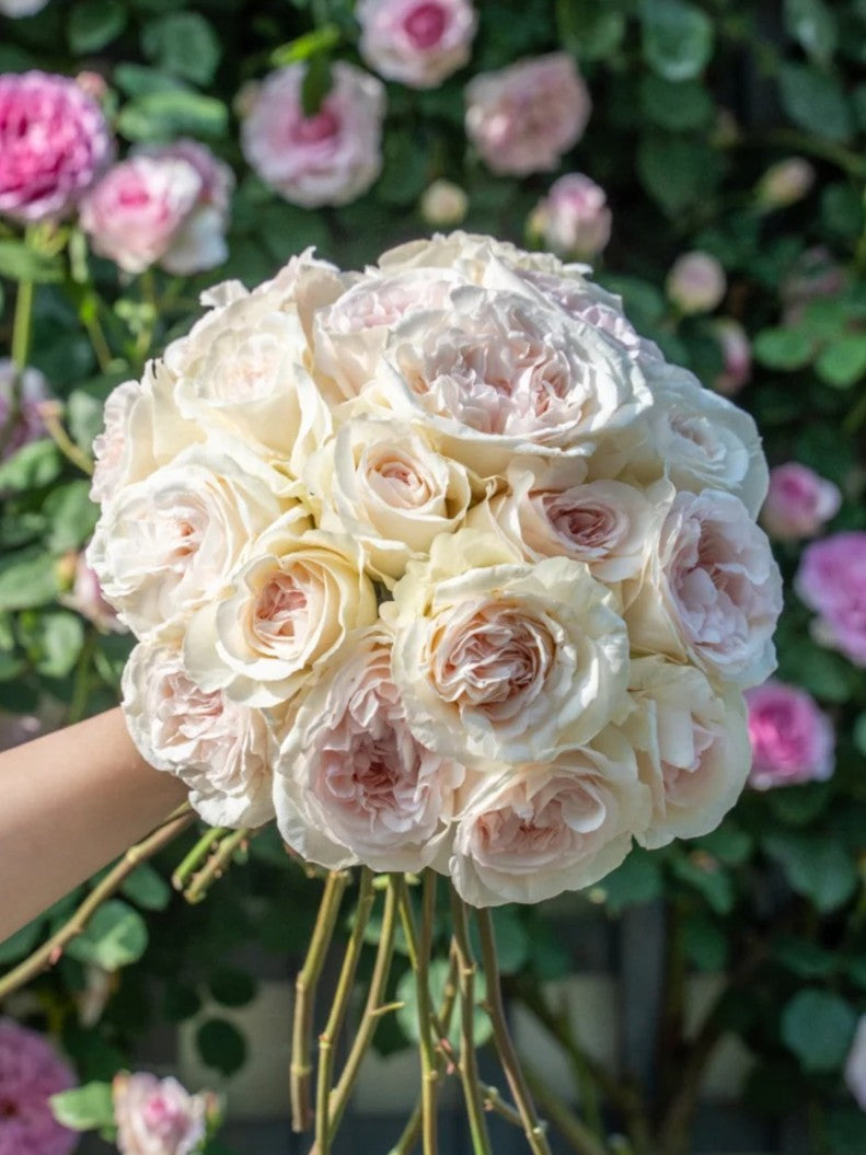 'Xiangsaixue' Shrub Rose