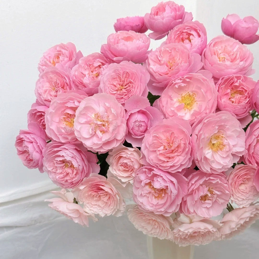 'Plume' Shrub Rose
