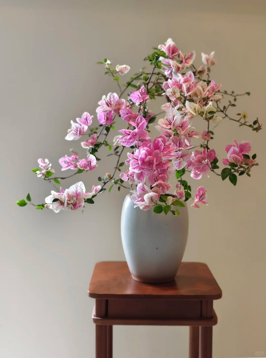Bougainvillea 'Splash'