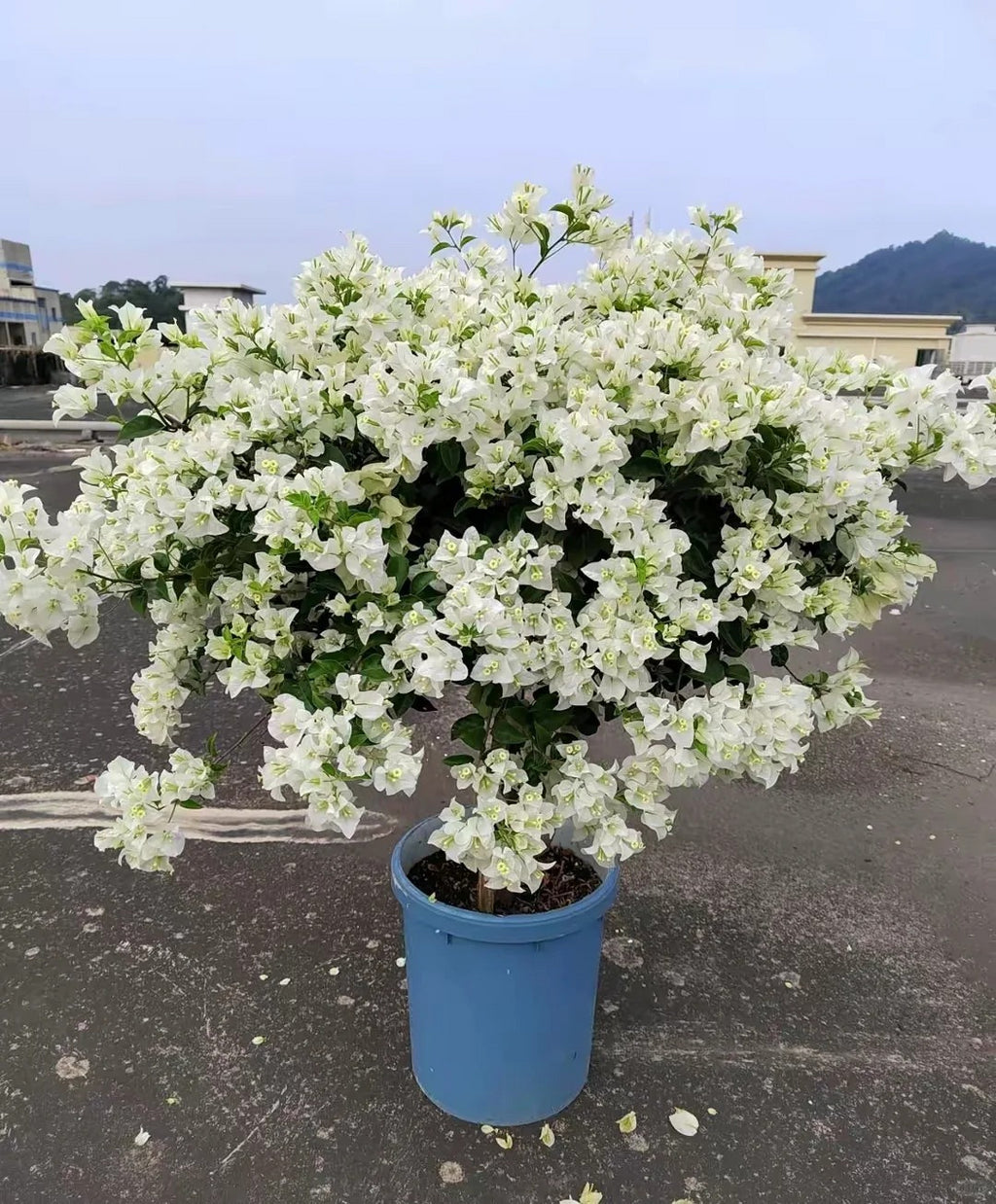 Bougainvillea 'Eva White'