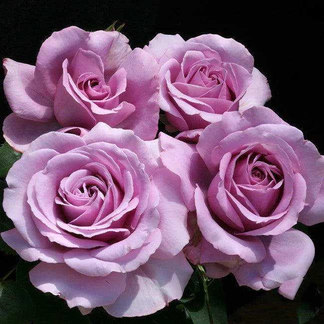 Love Song™ Shrub Rose Brush Live Plant, 5 gallon