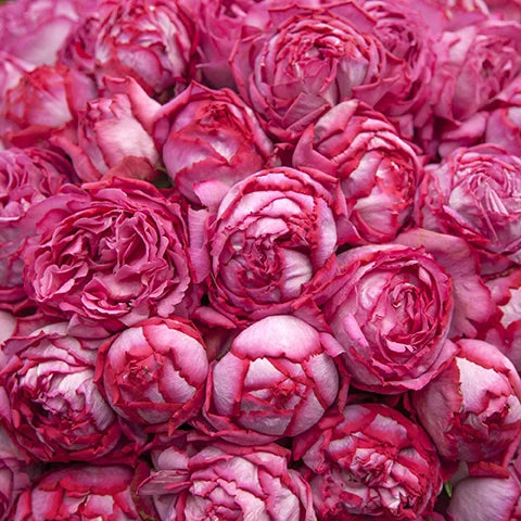 Yves Piaget® Shrub Rose Brush Live Plant, 5 gallon
