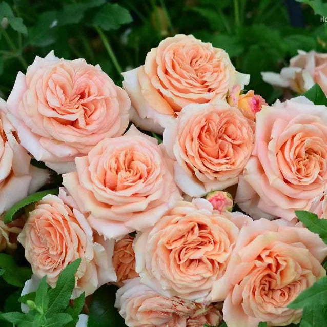'Lady Capri' Shrub Rose